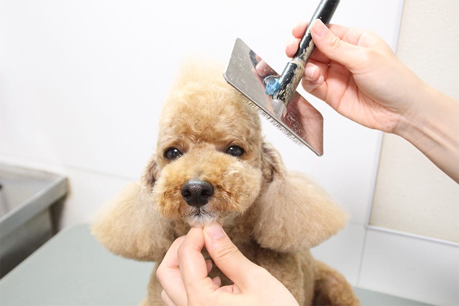 飼い主さまともワンちゃんともコミュニケーションを大切にします