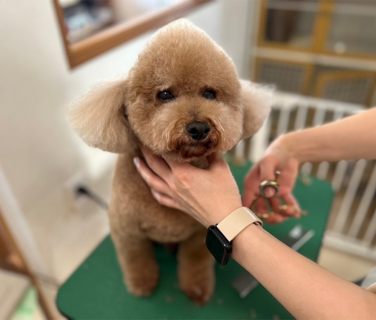ペット美容室ダブル